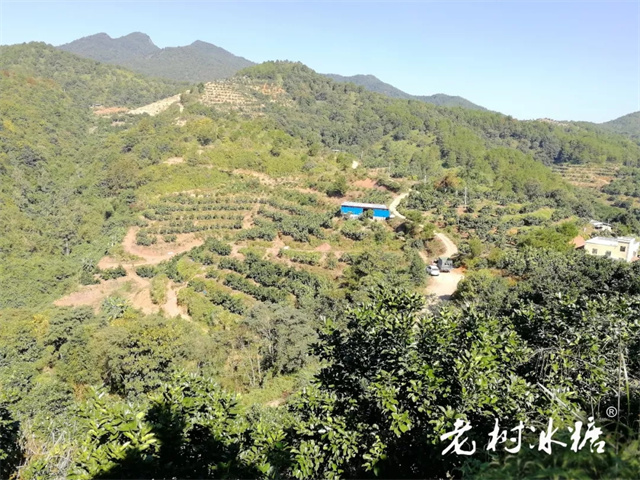 梅州市梅縣區(qū)新天地陽光水果專業(yè)合作社